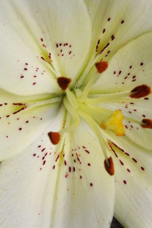 White Lilyの写真素材