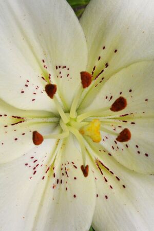White Lilyの写真素材