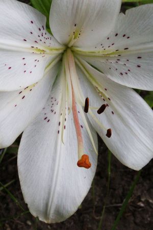 White Lilyの写真素材