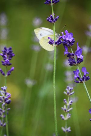 Cabbage butterfly on lavender flowersの写真素材