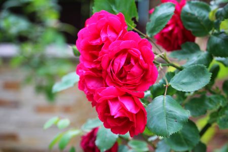 Roses on the bushの写真素材