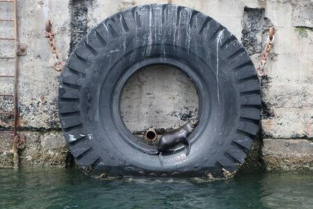 Sleeping Sealの写真素材