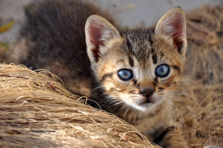 Baby catの写真素材