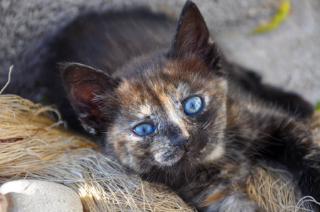 Colured kittyの写真素材