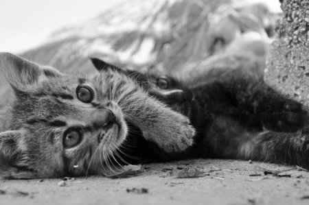 Kitty 2 colourの写真素材