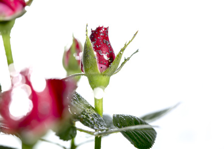 Roses with glitter on a white backgroundの写真素材