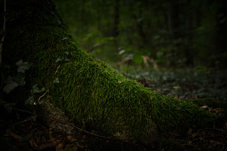 Walking in the forest