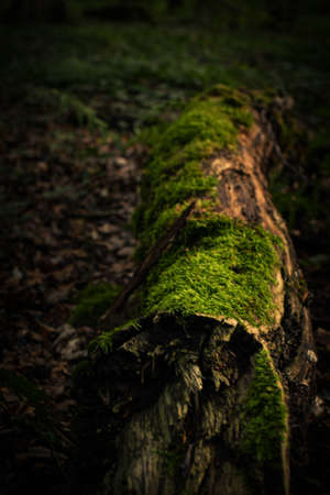 Walking in the forestの写真素材