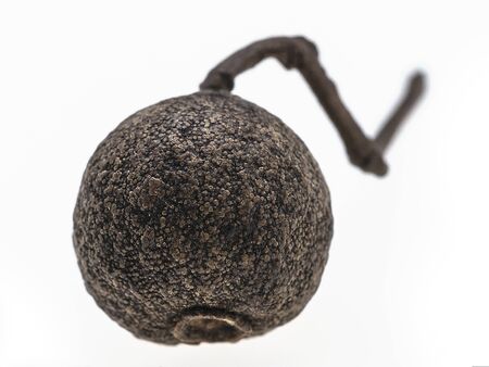 Black pepper grain with a long stem on white backgroundの写真素材