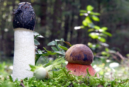 Mushroom in the Forest