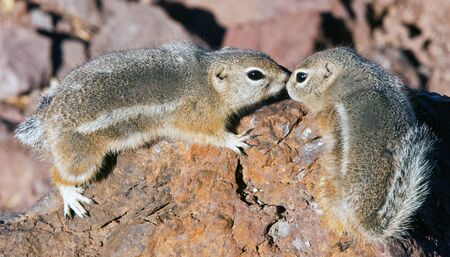 Chipmunk in loveの写真素材