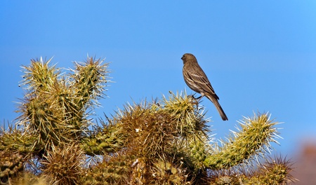 Bird in the Desertの写真素材