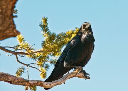 Grand Canyon Southrim Arizonaの写真素材