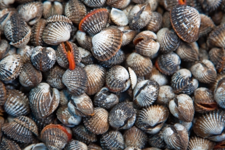 Crustacea