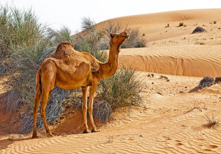 Camel in the desert of UAEの写真素材