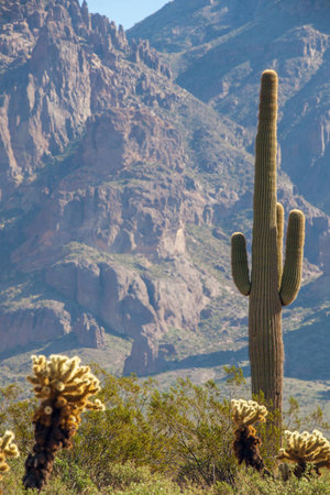 Saguarocactus in Arizonaの写真素材
