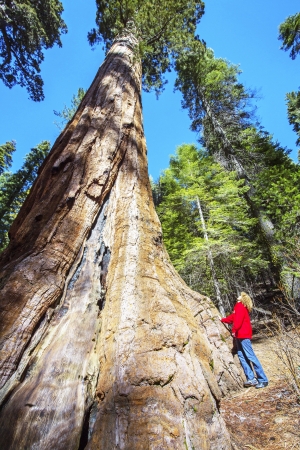 Sequoias in Yosemite National Park in Californiaのeditorial素材