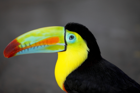 Toucan in Costa Ricaの写真素材