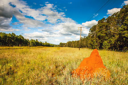 Termites in South Africaの写真素材