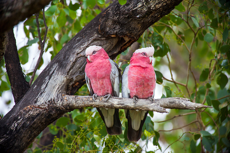 Rosakakadu at the Argonauts Park in Tangie Australiaの写真素材