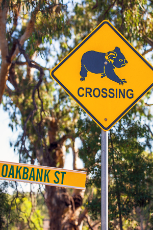 Koala warning sign near Narrandera new Soth Wales Australiaの写真素材