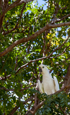 Cockatoo in Victoria Park in Dubbo New South Wales Australia