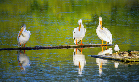 Pelicans at Scout Island Nature Center at Williams Lake British Columbia Canadaの写真素材