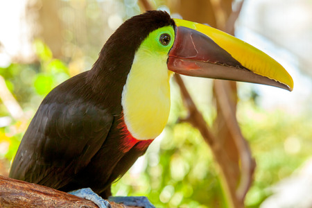 Colorful toucan in Costa Ricaの写真素材