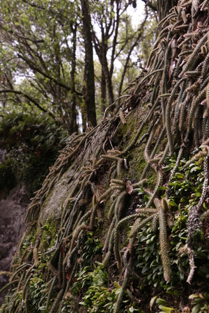 Wall of cactus in a wild Mexican stony forestの写真素材