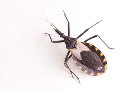Kissing bug chagas disease vector triatomine; human health emerging zoonotic diseaseの写真素材