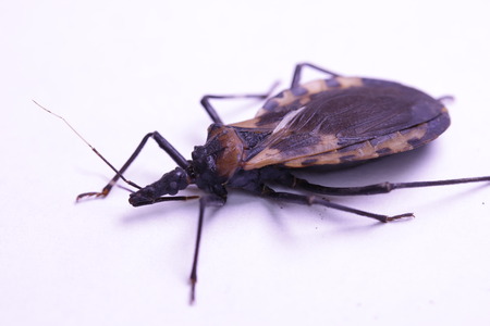 Kissing bug chagas disease vector triatomine; human health emerging zoonotic diseaseの写真素材