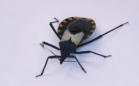 Kissing bug chagas disease vector triatomine; human health emerging zoonotic diseaseの写真素材