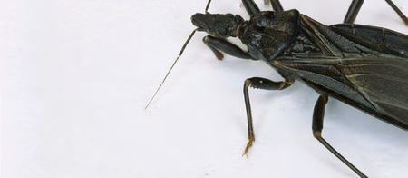 Kissing bug chagas disease vector triatomine; human health emerging zoonotic diseaseの写真素材