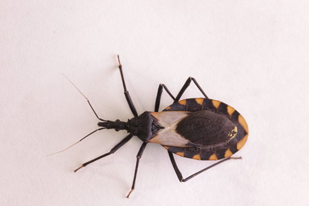 Kissing bug chagas disease vector triatomine; human health emerging zoonotic diseaseの写真素材