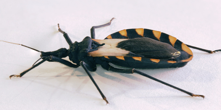Kissing bug chagas disease vector triatomine; human health emerging zoonotic diseaseの写真素材