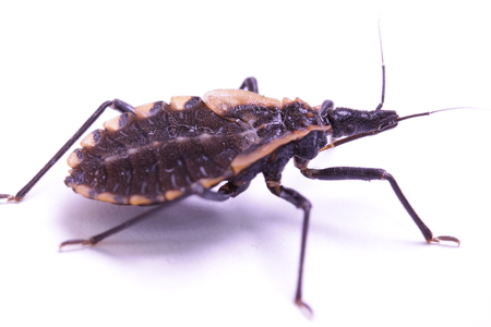 Kissing bug closeup; human health hazard, triatomidの写真素材