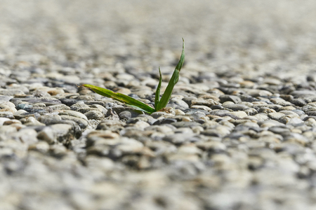 Little grass plant growing out of concrete slabの写真素材