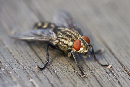flesh fly on wooden surface macroの写真素材