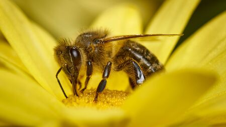 Closeup of a bee being pollinated sitting on a dandelion flowerの写真素材