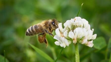 Closeup of a bee in flight approaching a flower to collect pollen