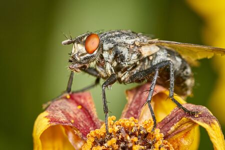 Closeup of gray marbled Sarcophaga carnaria sitting on a flowerの写真素材
