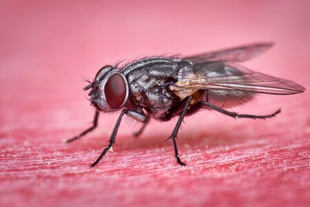 Closeup of gray marbled Sarcophagacarnaria sitting on red surface showing detailed body hair