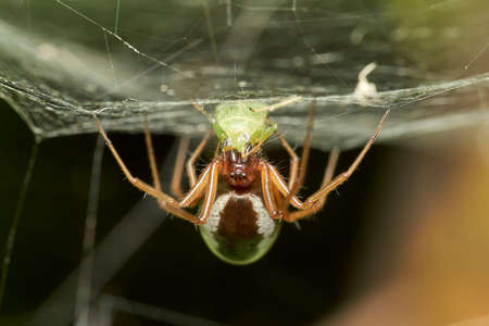 detailed close-up macro of a common cupboard spider (Steatoda) hanging upside down in the web catched an aphidの写真素材