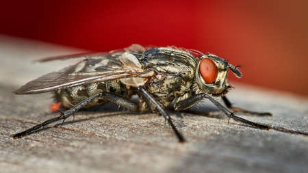 detailed close-up high resolution macro of a common flesh fly sitting on wooden surface with red backgroundの写真素材