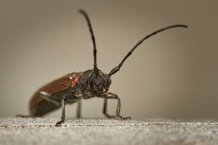 detailed close-up macro of a brown longhorn beetle sitting on wooden surfaceの写真素材