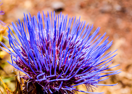 blue blossomの写真素材