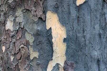 Tree barkの写真素材