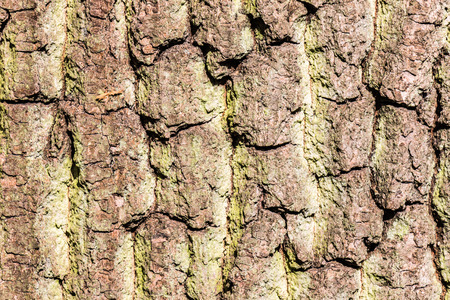 Tree bark