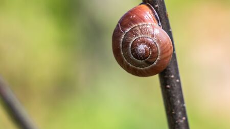 close up of a brown snail shellの写真素材