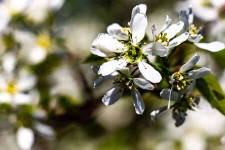 close up of a white cherry blossomの写真素材
